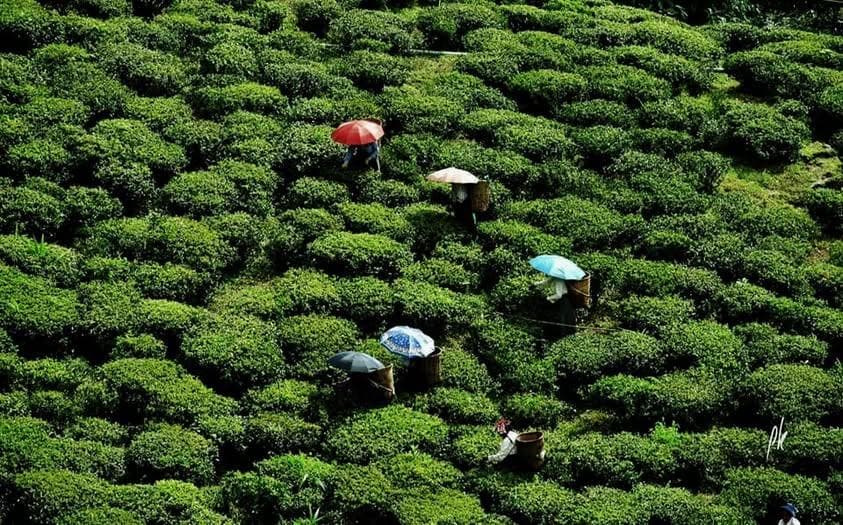 India's Tea Exports Cross $988 Million — But Darjeeling's Gardens Are Fighting a Different Battle