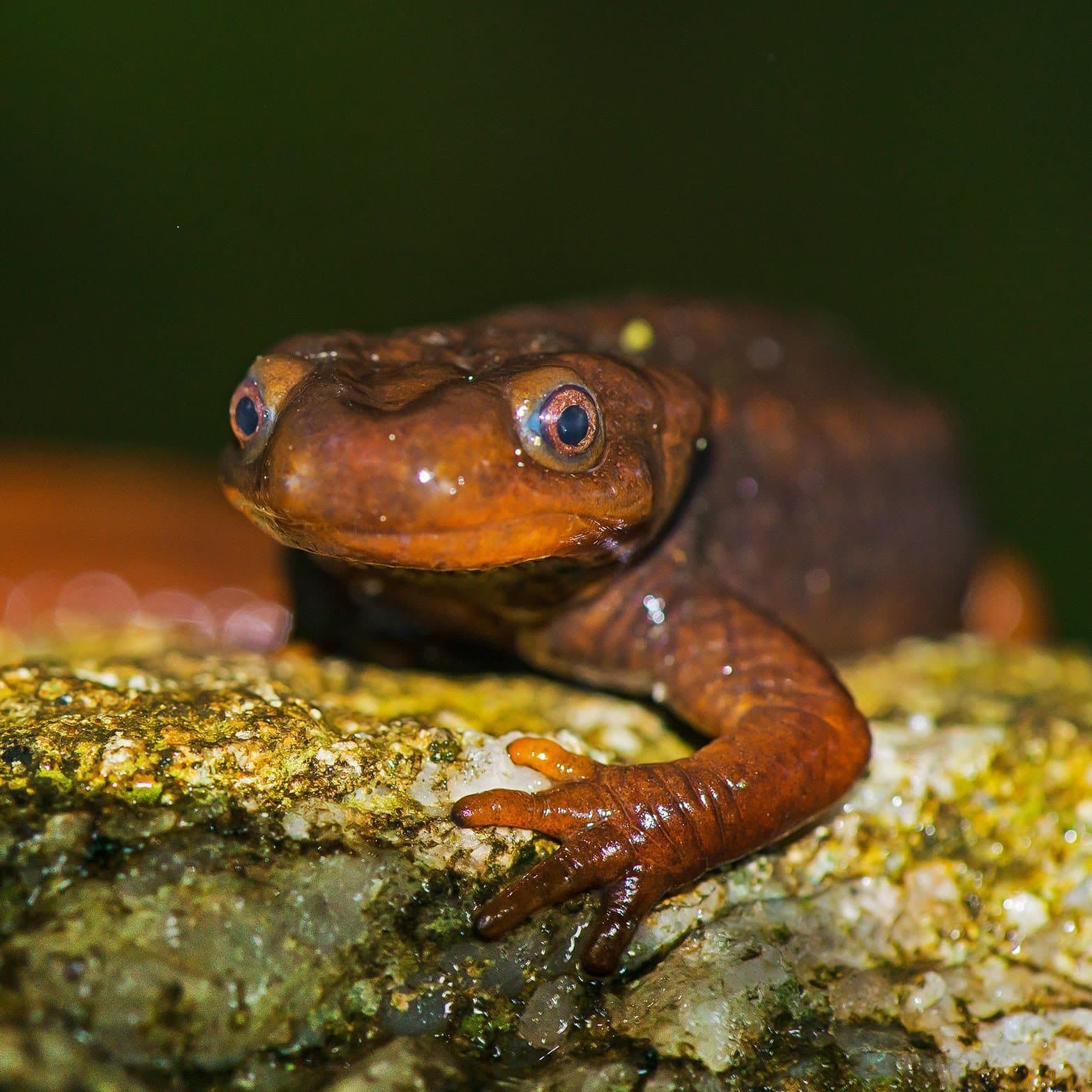 Tea, Salamanders, and Responsibility: Sukhia's Grassroots Conservation Initiative
